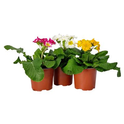 Polyanthus - 120mm