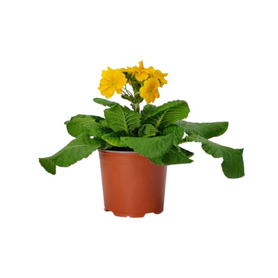 Polyanthus - 120mm