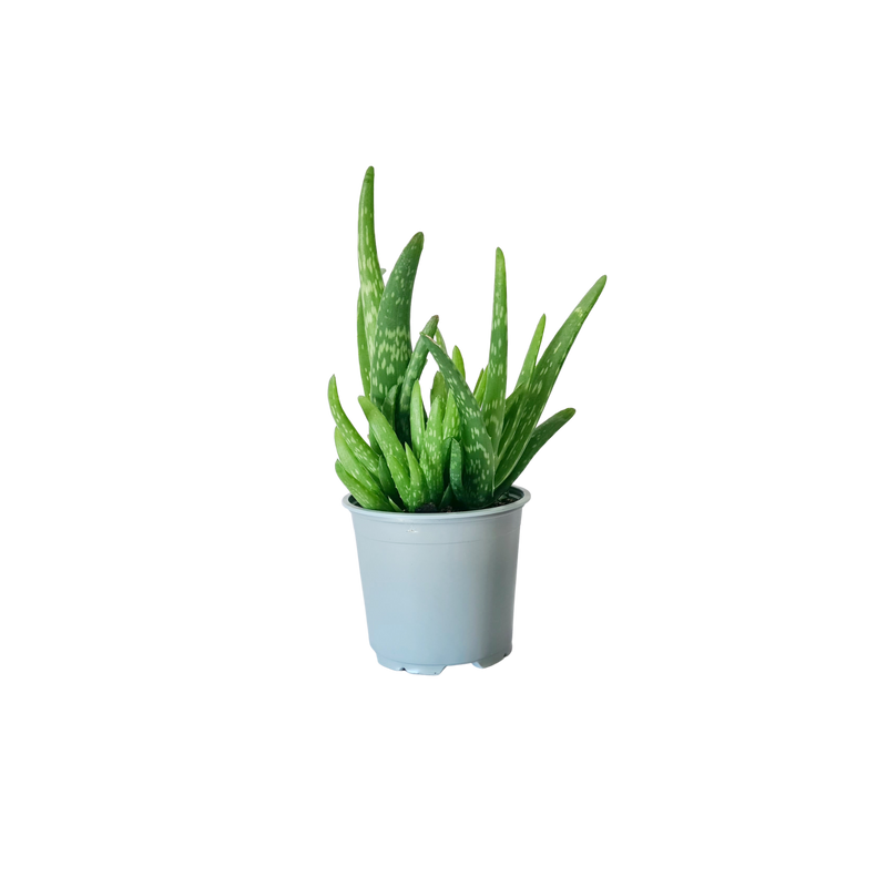 Succulent Urban Element - 120mm