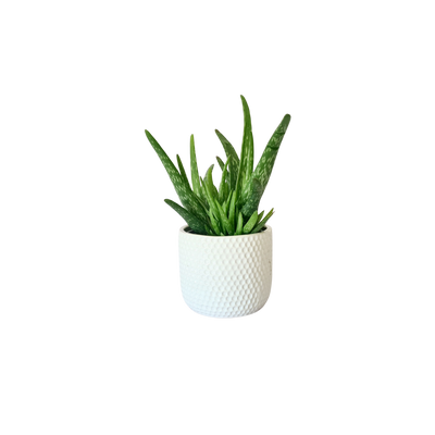 Succulent Urban Element - 120mm