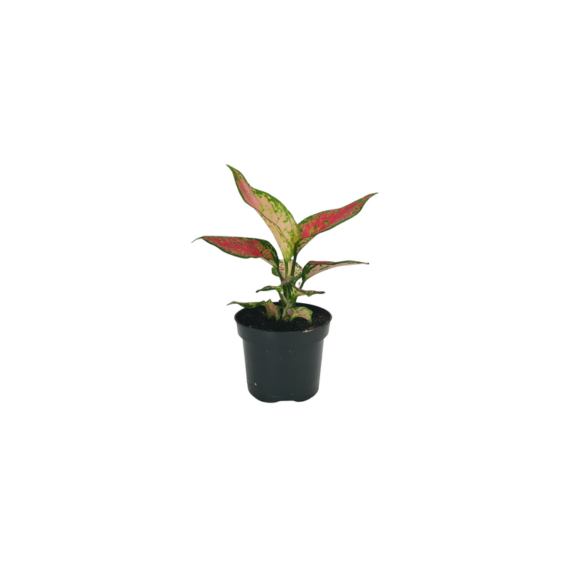 Aglaonema - 90mm