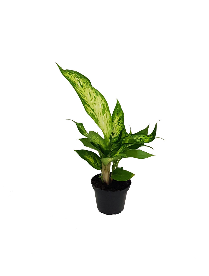 Dieffenbachia - 70mm